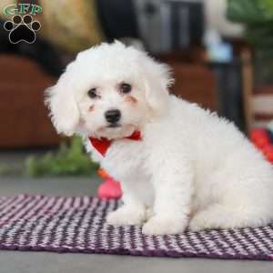 Ranger, Bichon Frise Puppy
